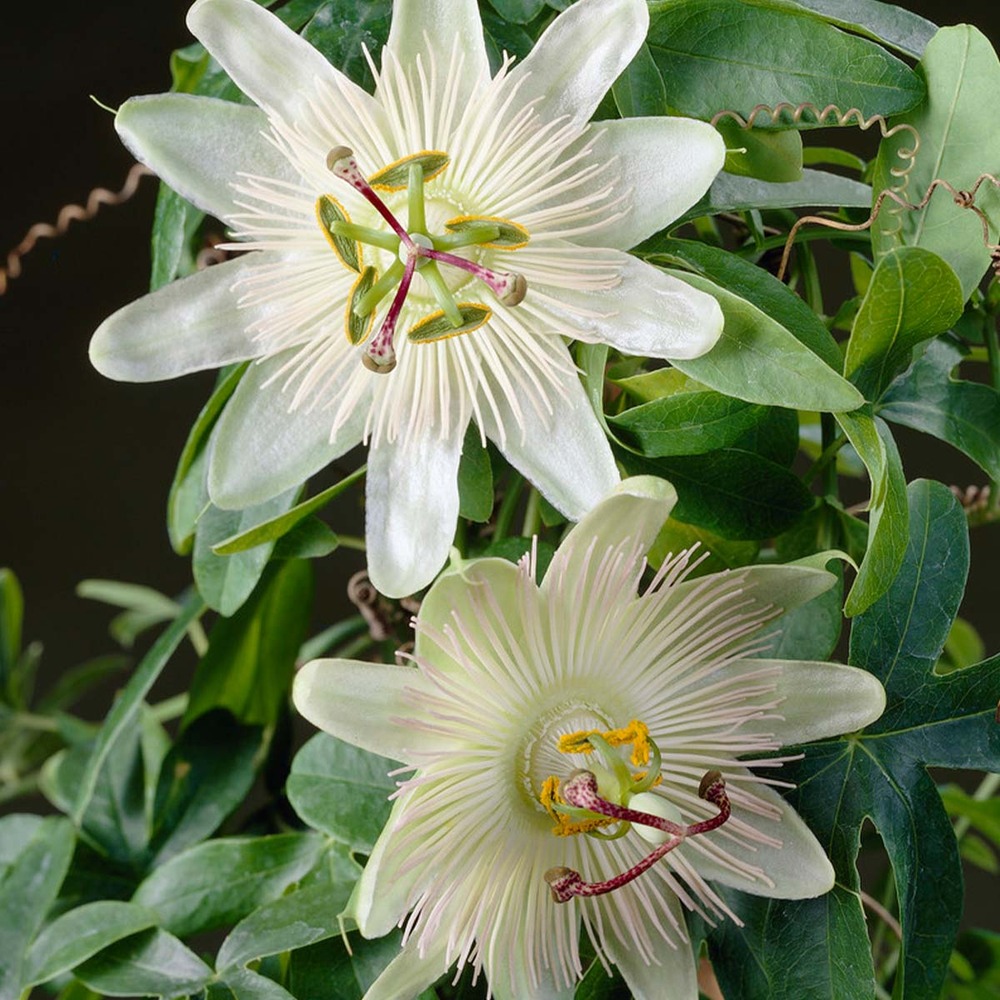 Passiflora elliot – passiflore – plante grimpante – facile d'entretien - ⌀15 cm - ↕60-70 cm