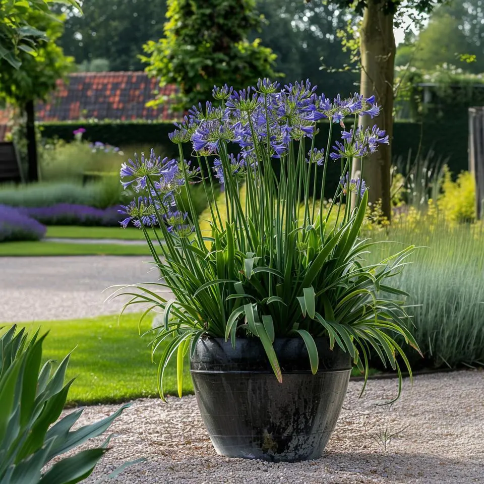 Agapanthus - Agapanthus 'Amourette Blue' - Hoogte 65 cm - ø23 cm