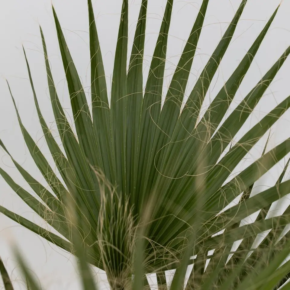 Mexicaanse waaierpalm - Washingtonia robusta - Hoogte 70-90cm - ⌀21cm