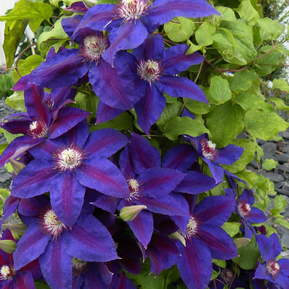 Clématite wildfire/clematis wildfire[-]godet - 5/20 cm
