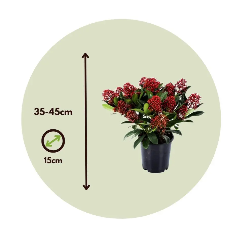 Skimmia - Set van 2 - Skimmia japonica 'Rubella' - Hoogte 35-45cm - ⌀15cm