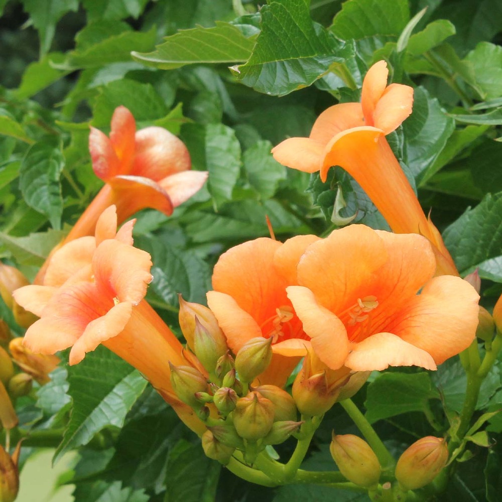 Campsis 'indian summer' – creeper – trompette grimpeuse – rustique – ⌀15 cm – ↕60-70 cm