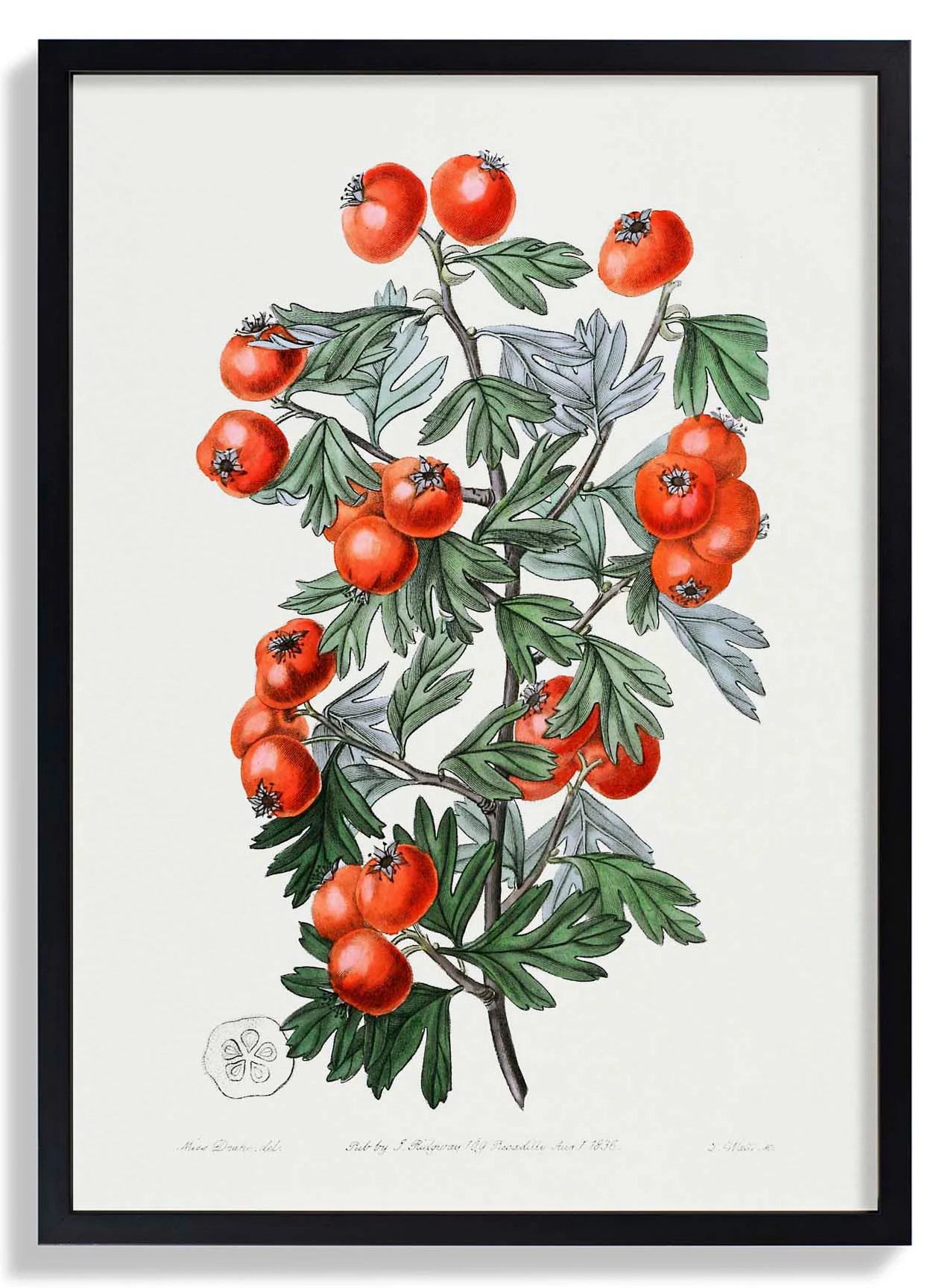 Tomaten