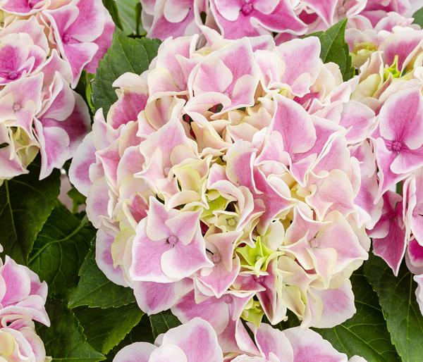Hortensie - Hydrangea macrophylla 'Candy