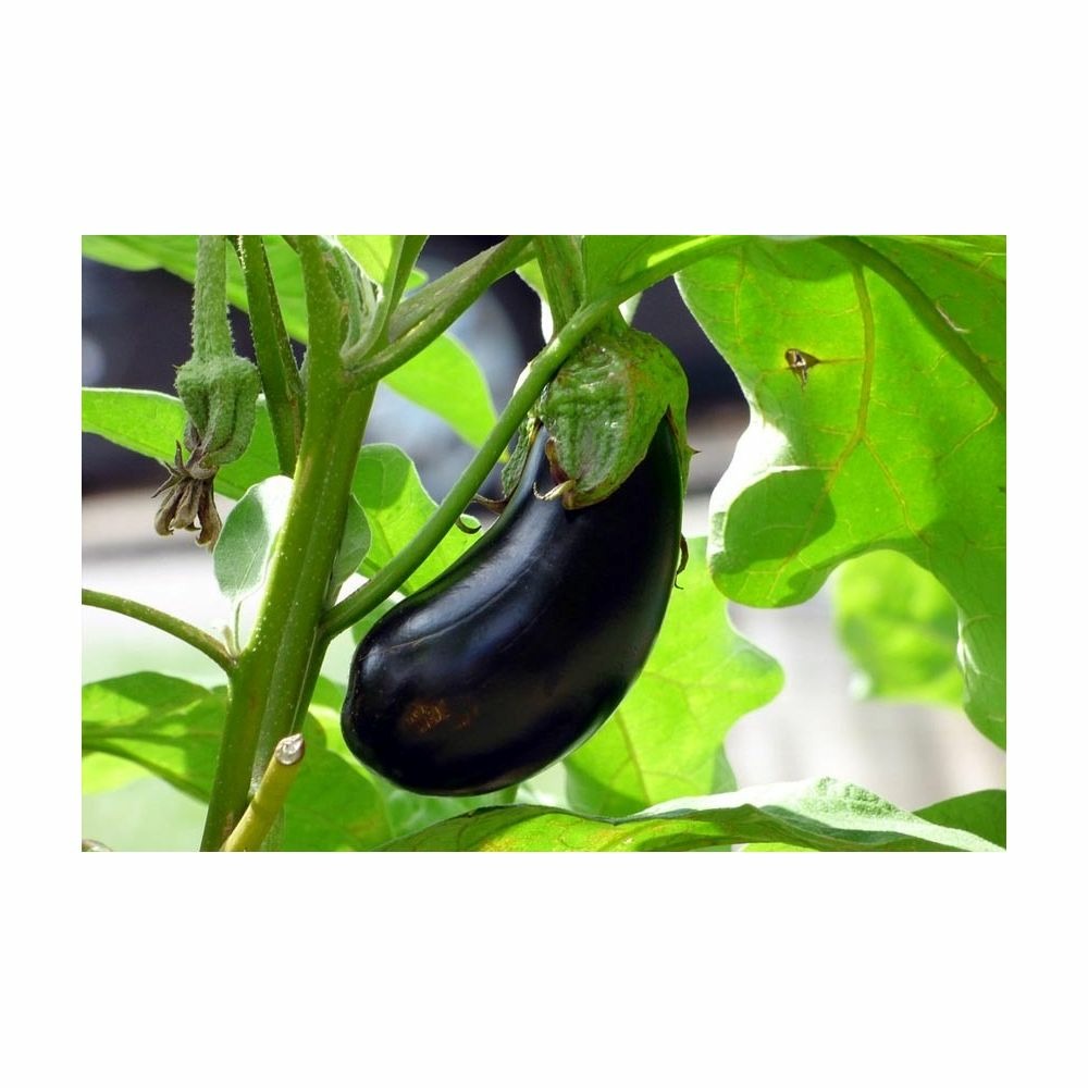 Secret plantations terreau bio pour toutes les plantes 40 litres