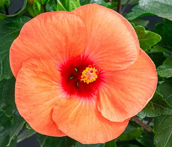 Zimmerhibiskus - Hibiscus rosa-sinensis,