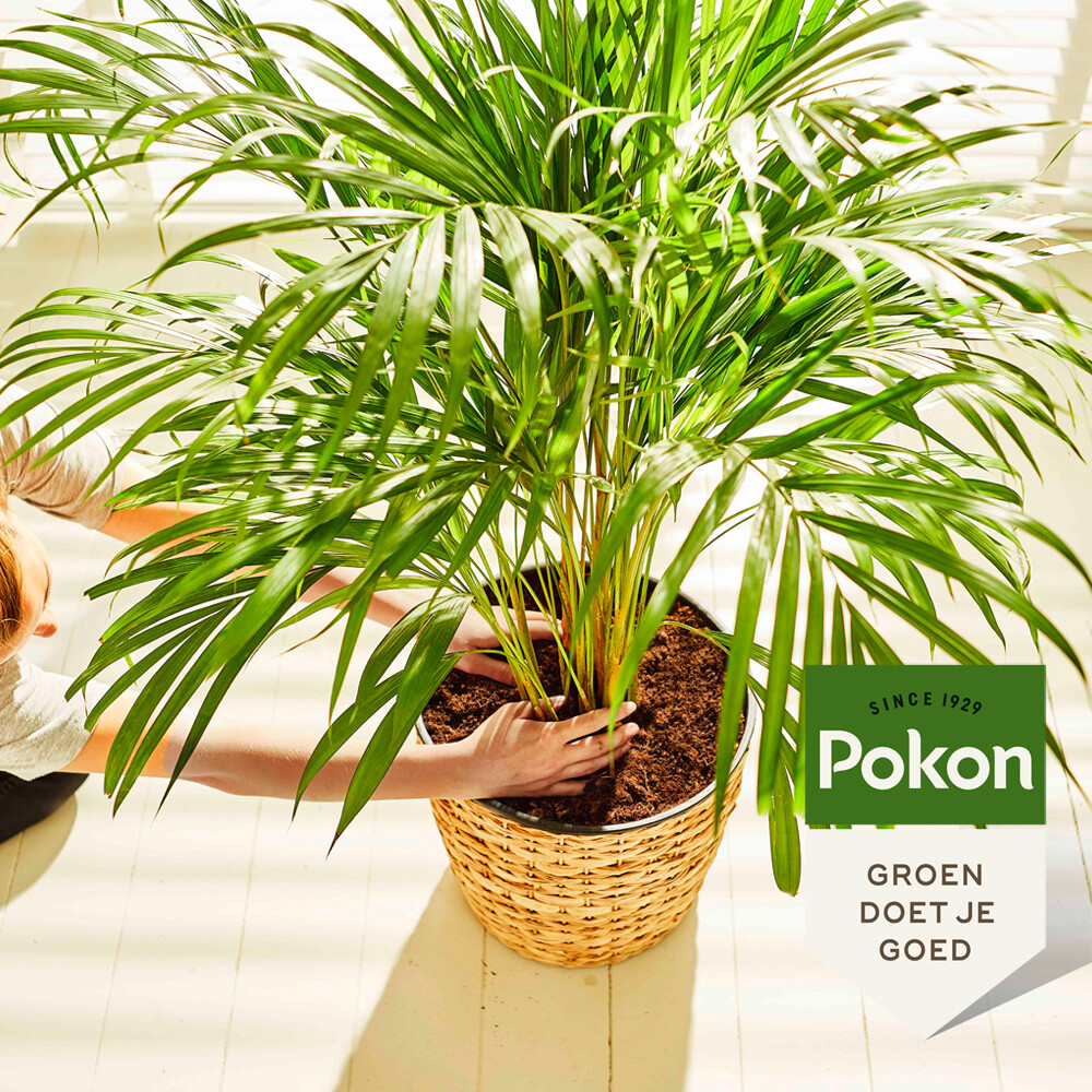 Pokon Potgrond Palmen10 liter