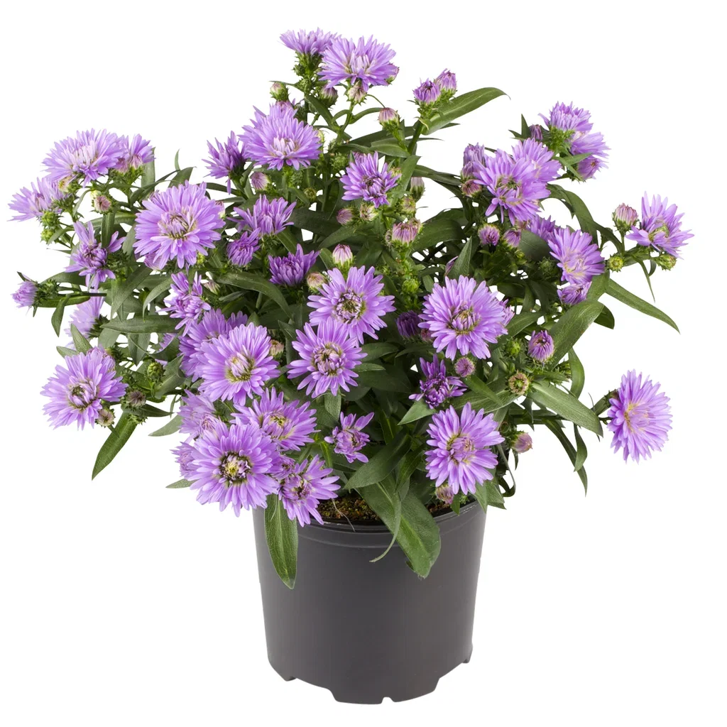 Symphyotrichum novi-belgii Aster Ø10,5 cm