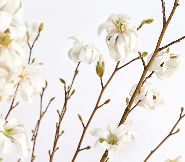 Stern-Magnolie