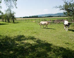 Zauberhafte Unterkünfte für Zwei in Frauenhofen als Geschenk