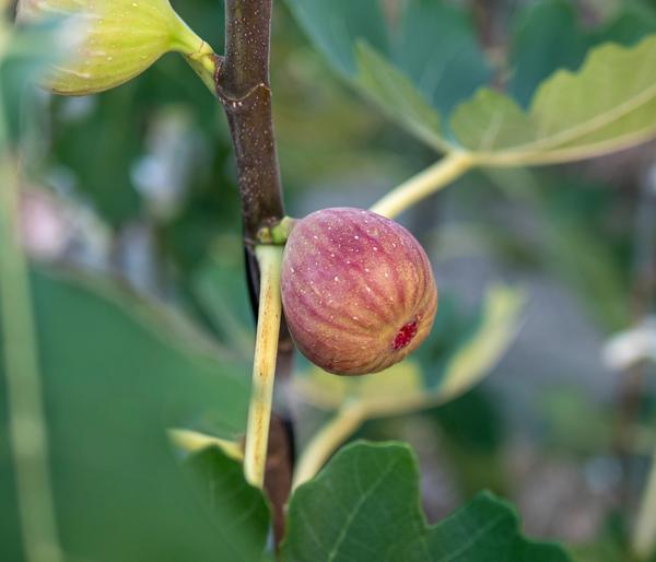 Feige 'Pfälzer Fruchtfeige'