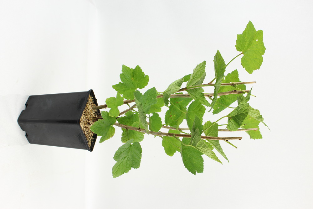 Plant de cassissier andega pot 1,3 l