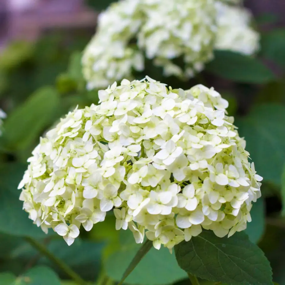 Hortensia - Set van 3 - Hydrangea macrophylla - Hoogte 25-40cm - ⌀9cm