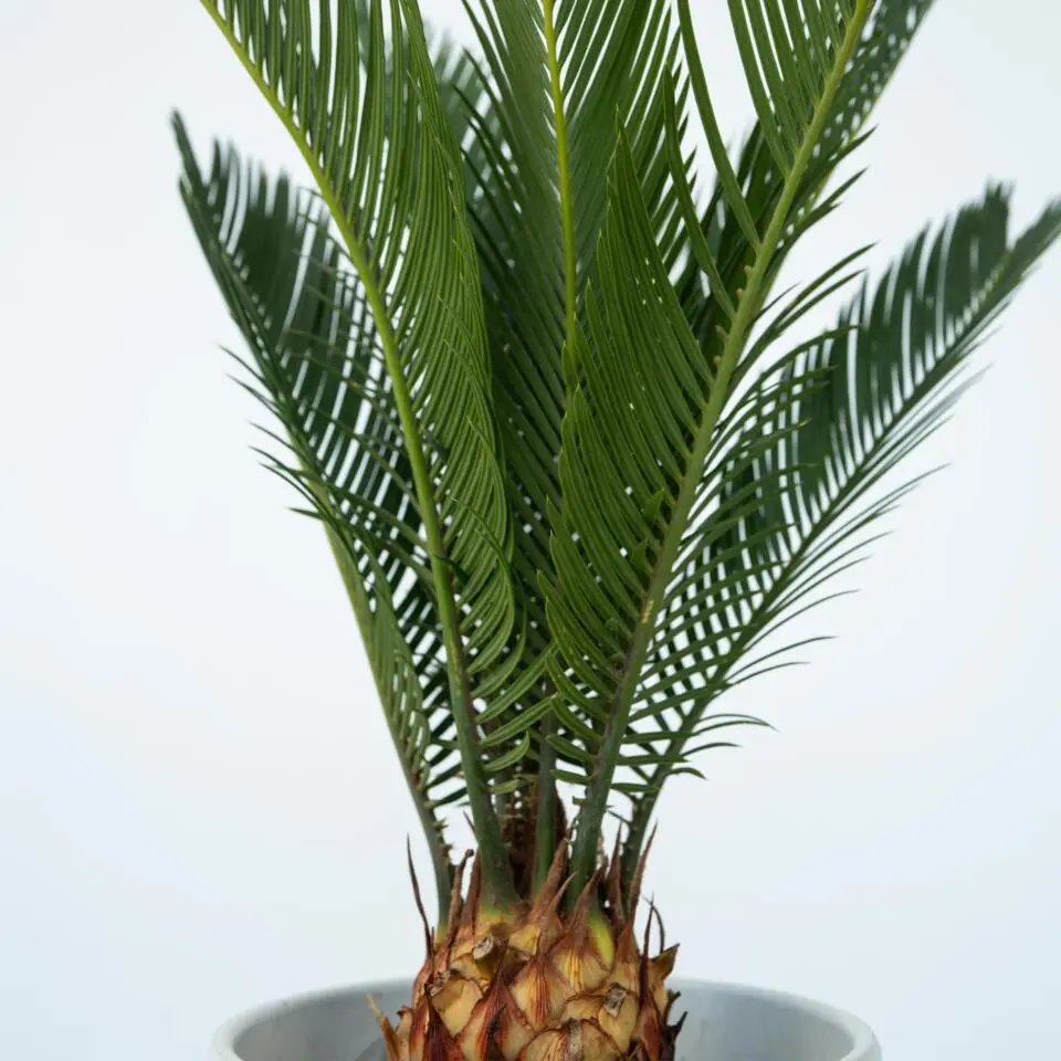 Vredespalm met voeding - Set van 2 - Cycas revoluta - Hoogte 45-60cm - ⌀15cm