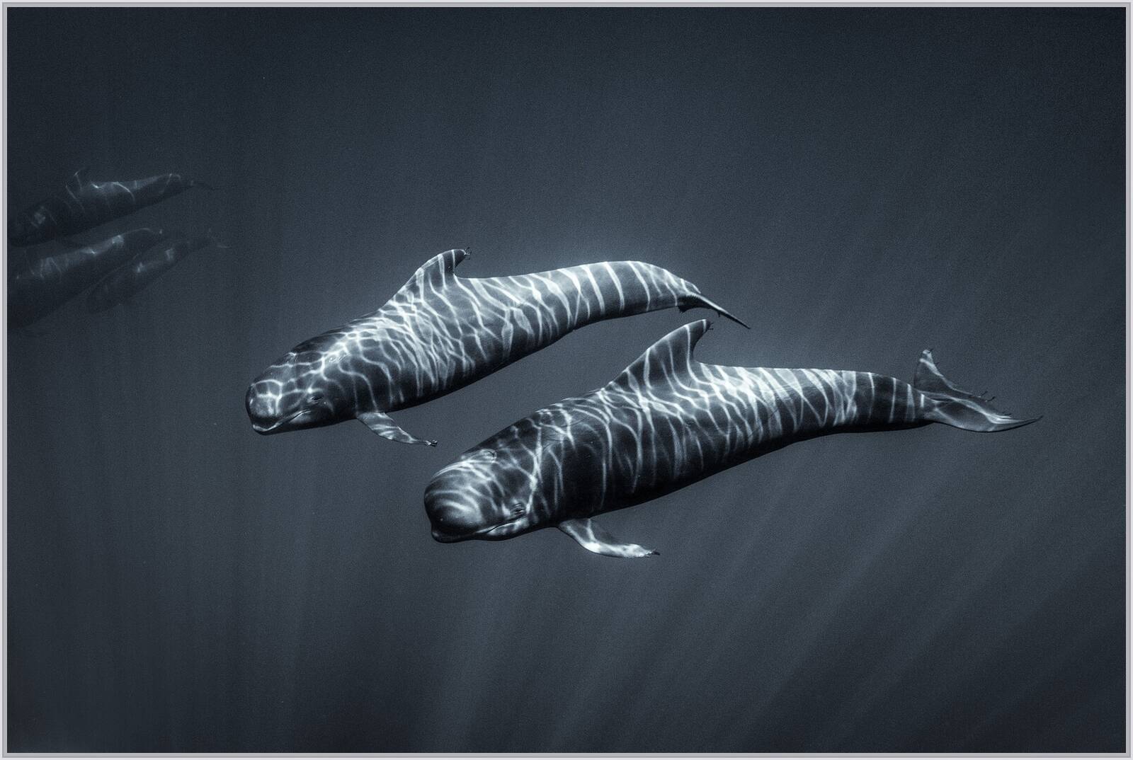 Tiger Stripes by George Karbus - Limited Edition. Edition of: 150. Signed.