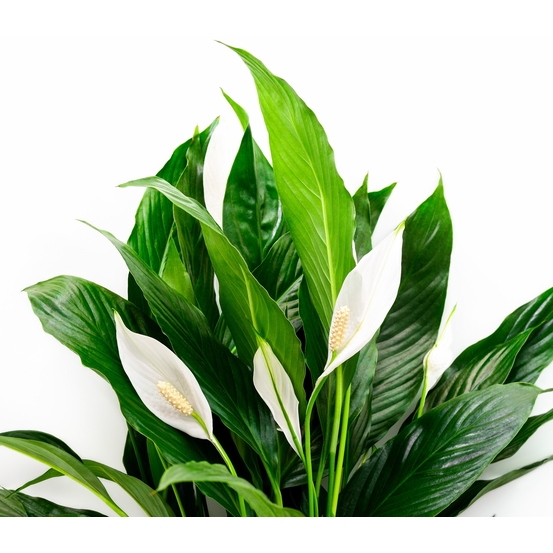 Compo 4 plantes d'intérieur - pot D12cm