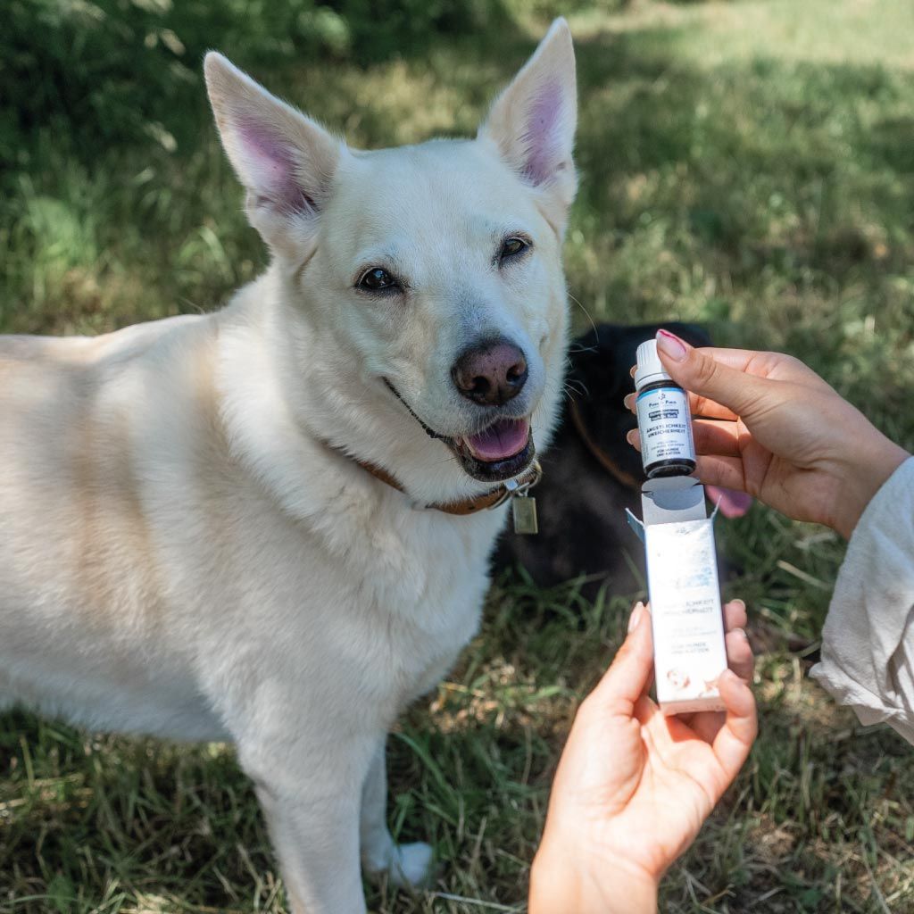 PAWS&PATCH Blütenmischung nach Dr. Bach ÄNGSTLICHKEIT UNSICHERHEIT für Hunde und Katzen