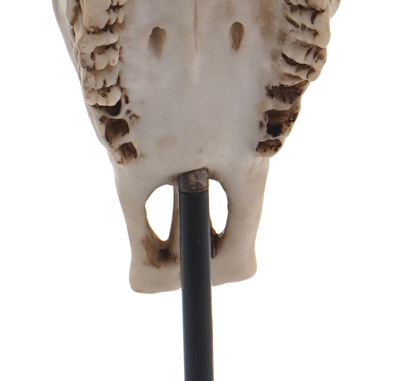 Deko Standfigur Kuhschädel MCW-D30, Stierkopf Bulle Tierkopf Kuhkopf Trophäe mit Trival, Polyresin 47x30x12cm