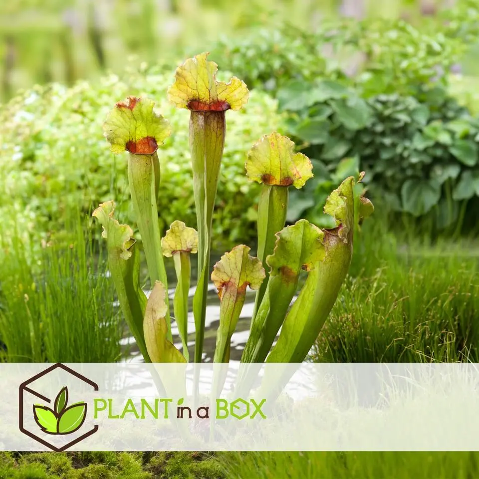 Trompetbekerplant - Set van 3 - Sarracenia purpurea - Hoogte 10cm - ⌀5,5cm