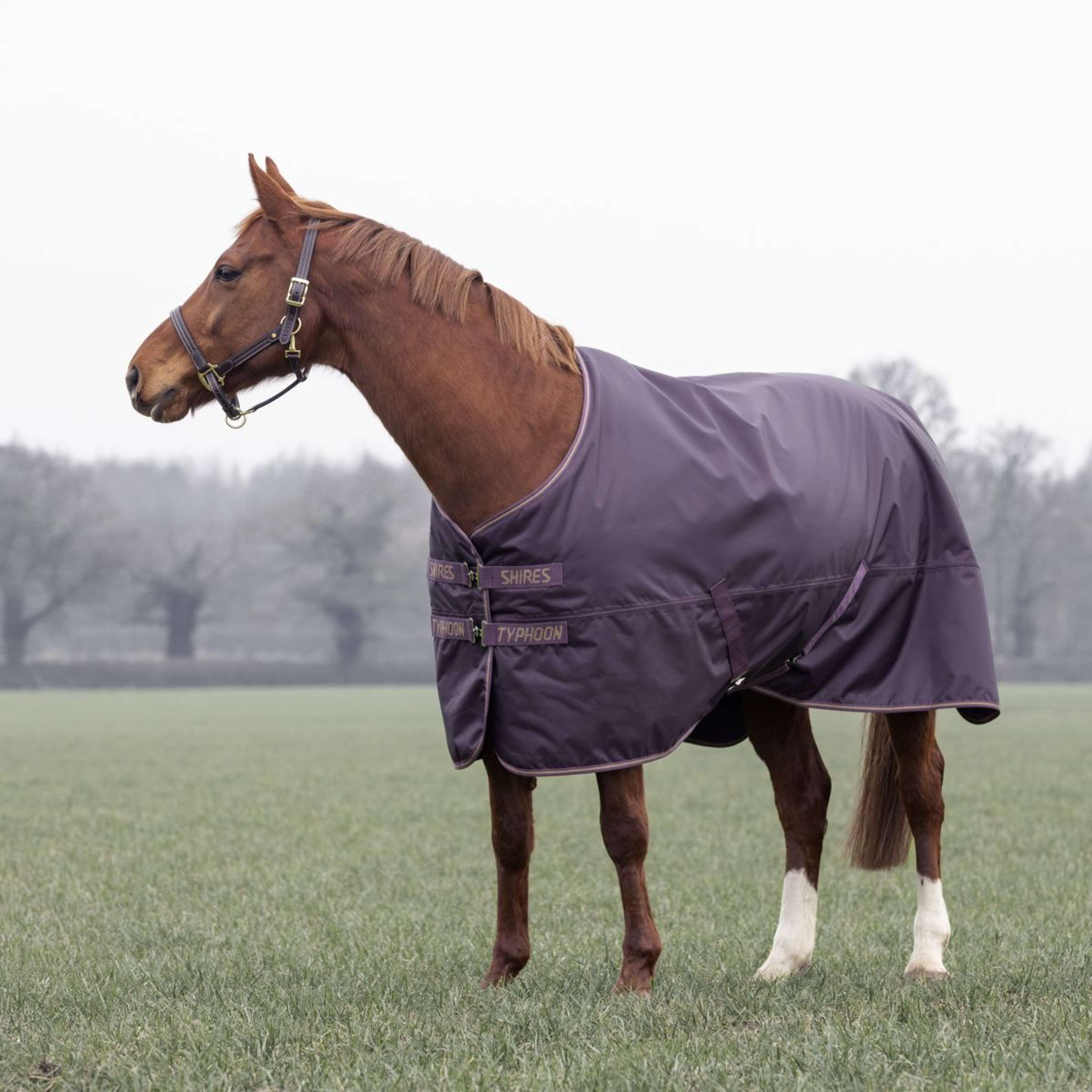 Tempest Winterdeken Turnout Typhoon 100g Black Cherry