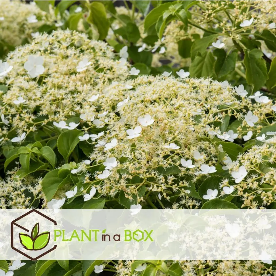 Hortensia - Set van 3 - Hydrangea anomale petiolaris - Hoogte 25-40cm - ⌀9cm