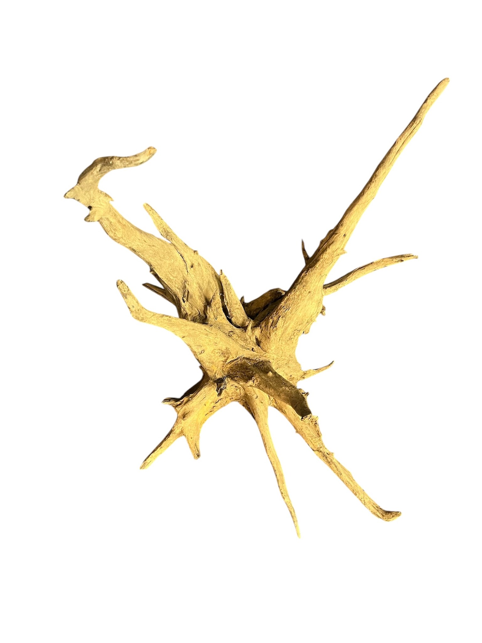 AquastoreXL Corbo Root XL NR01 3,9 kg