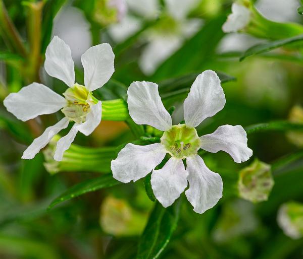 Köcherblümchen, Busch, verschiedene Farben