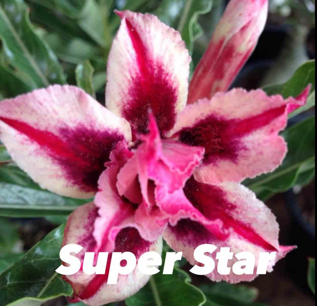 Adenium obesum cv.super star rouge - taille caudex d'environ 300g 20/25cm
