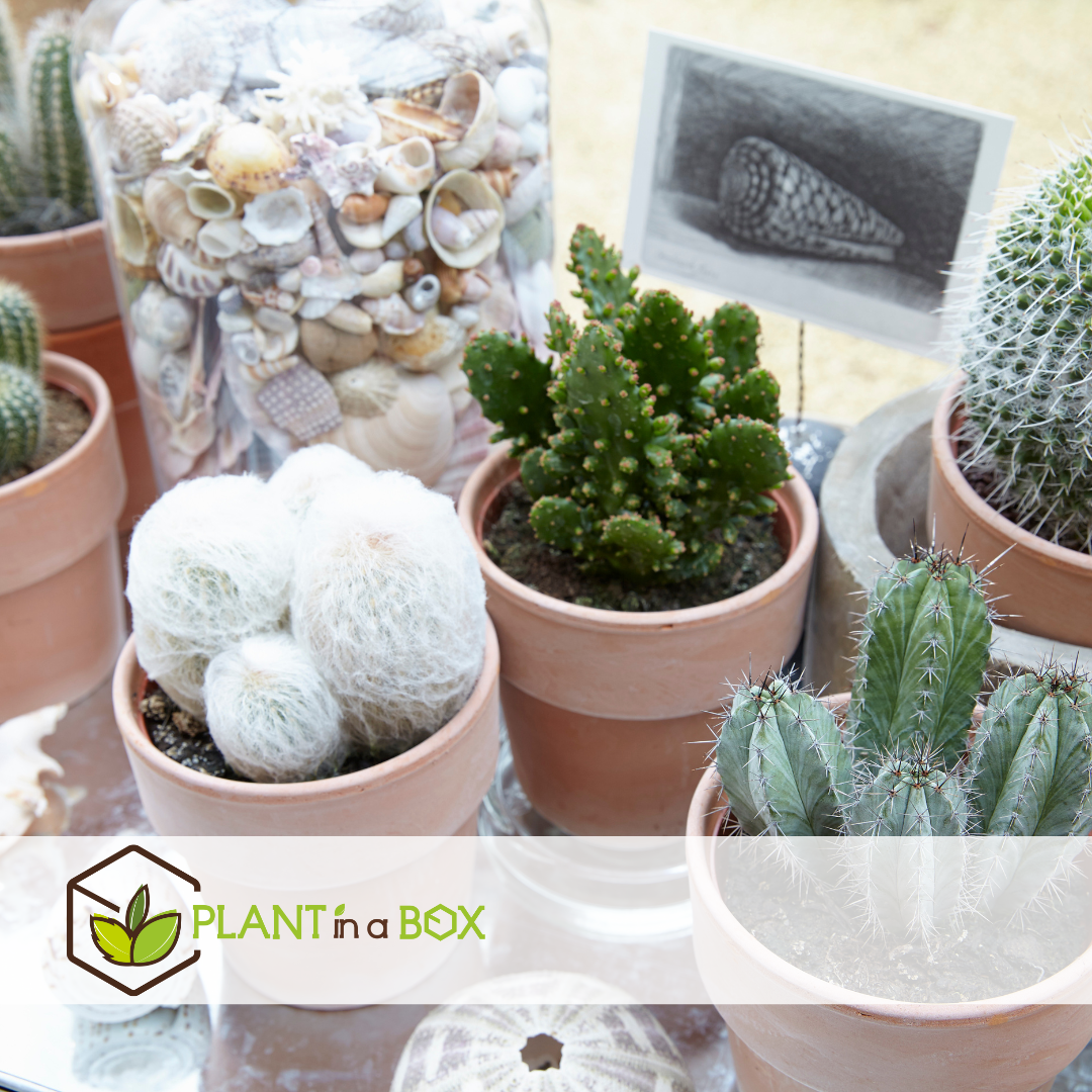 Mélange de mini cactus - mélange de 6 pièces - pot 5.5cm - hauteur 5-10cm