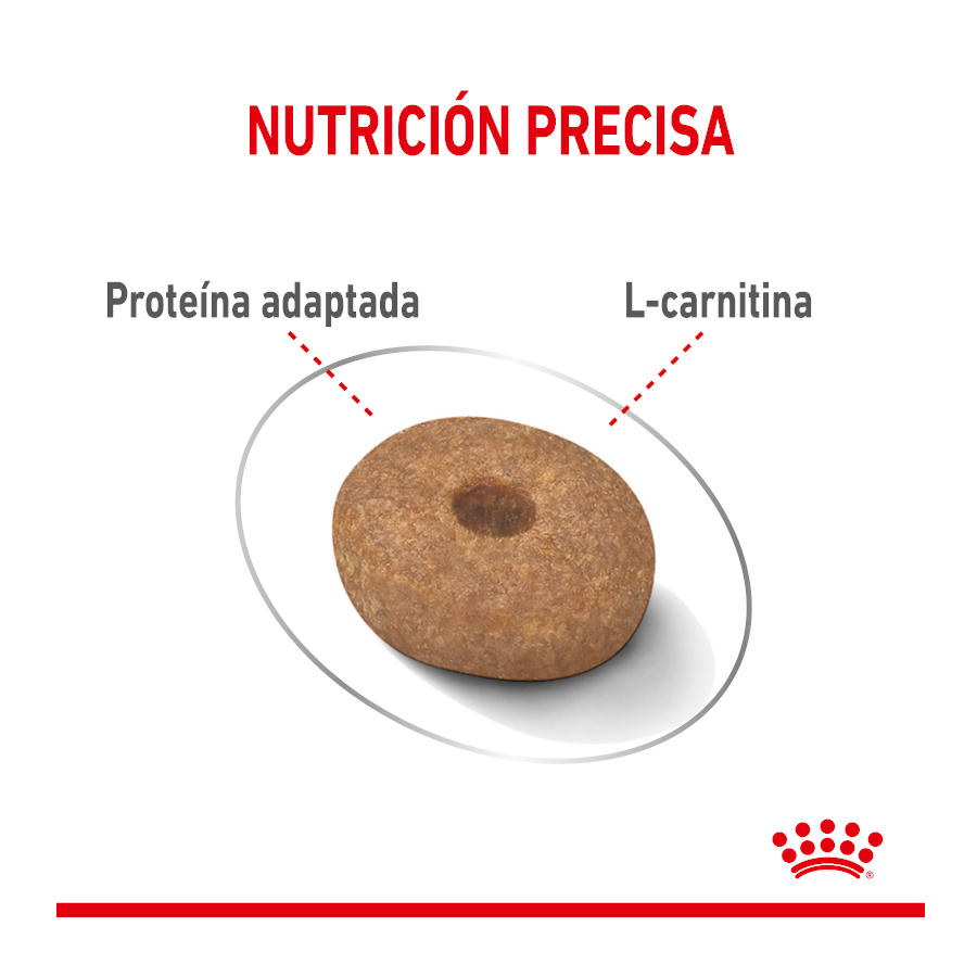 Ração Royal Canin Mini Light Weight Care para cães