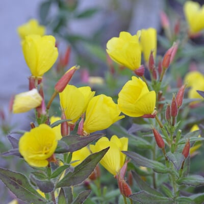 Blumensamen Abend- und Nachtdufter