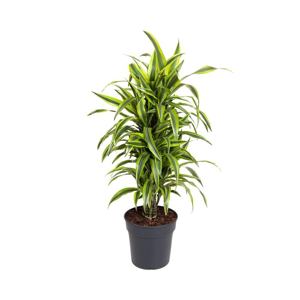 Plante d'intérieur - dracaena 'deremensis lemon lime' 110.0cm