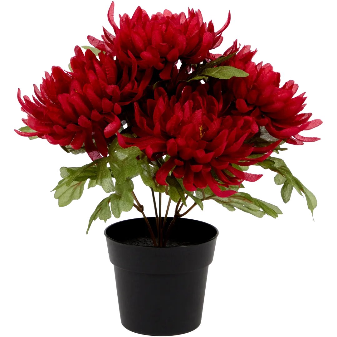 Excellent Flowers chrysant in pot Diverse kleuren