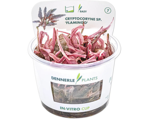Flamingo Water Goblet - Cryptocoryne spec. 'Flamingo' In-Vitro