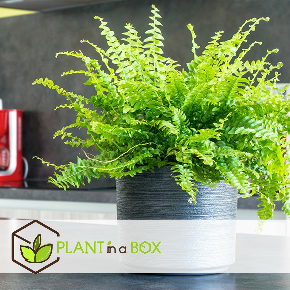 Nephrolepis duffi - fougère frisée - set de 2 - pots 12cm - hauteur 25-40cm