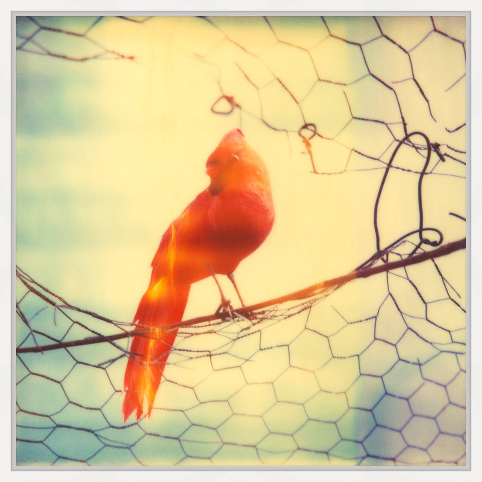 Daydream by Stefanie Schneider - Limited Edition. Edition of: 150. Signed.