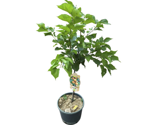 Biologische dwergabrikoos FloraSelf Biologische Prunus armeniaca 'Orange Beauty' Stamhoogte 40 cm Totale hoogte 60-80 cm Co 7,5 L