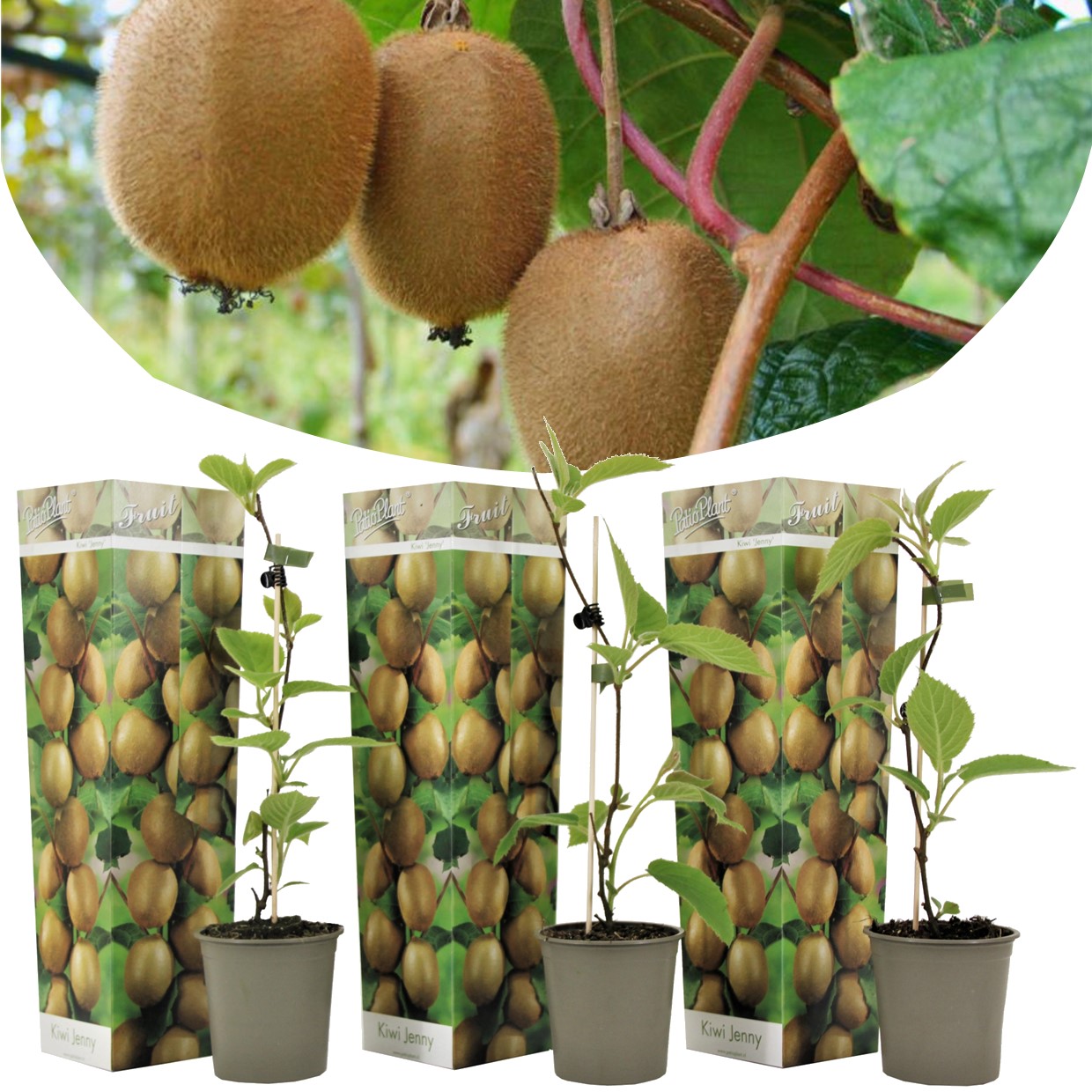 Kiwi actinidia 'jenny' - set de 3 - plantes de kiwi - pot 9cm - hauteur 20-40cm