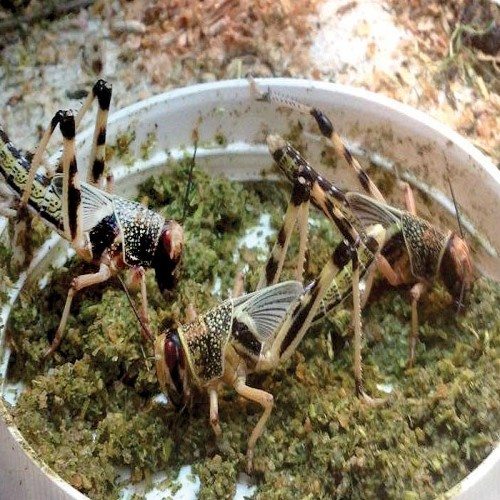 Alimento enriquecido para insetos vivos (Insetos Gutloading). Sabor neutro.