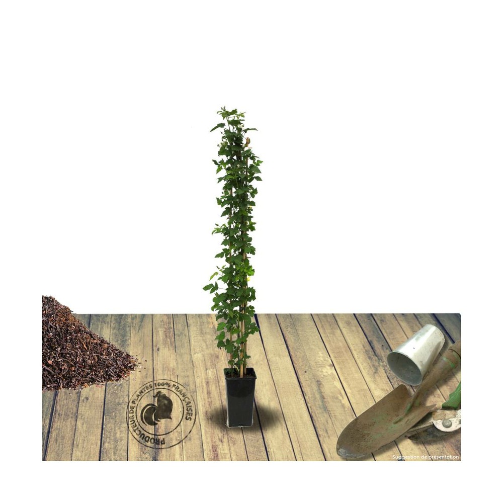 Mûre tayberry/rubus tayberry[-]pot de 3l - 60/120 cm