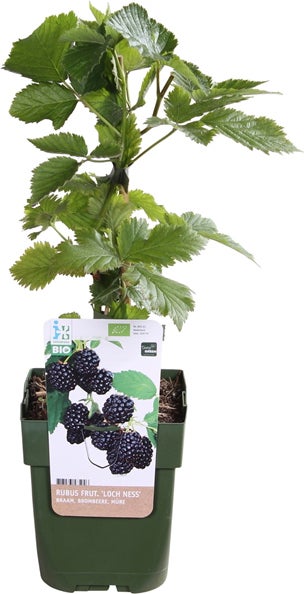 Gewone braam (Rubus fruticosus) D 13 H 45 cm