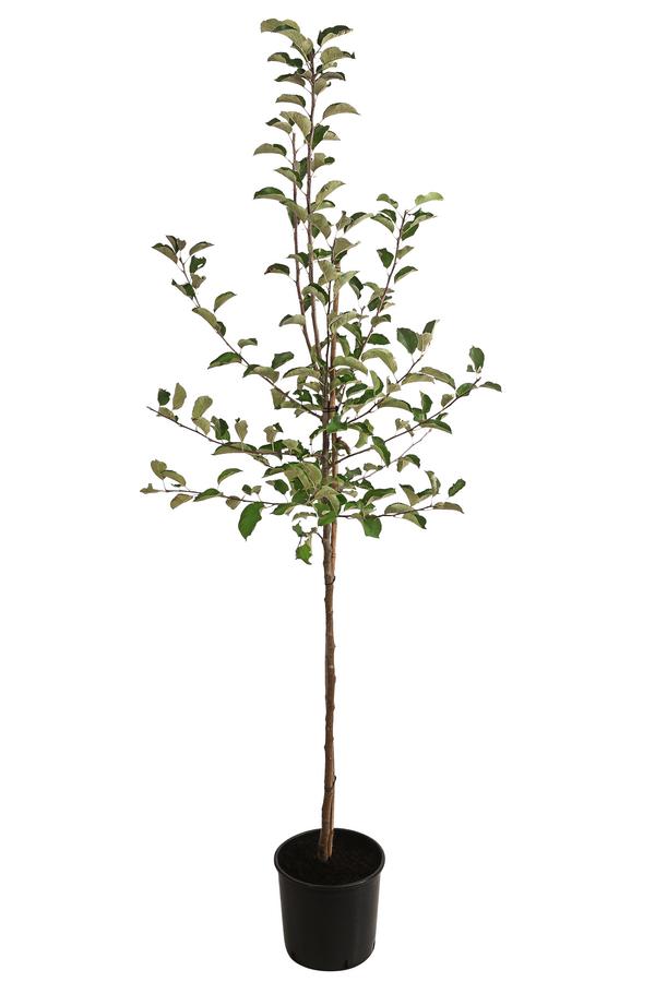 Winterapfel 'Jonagold'