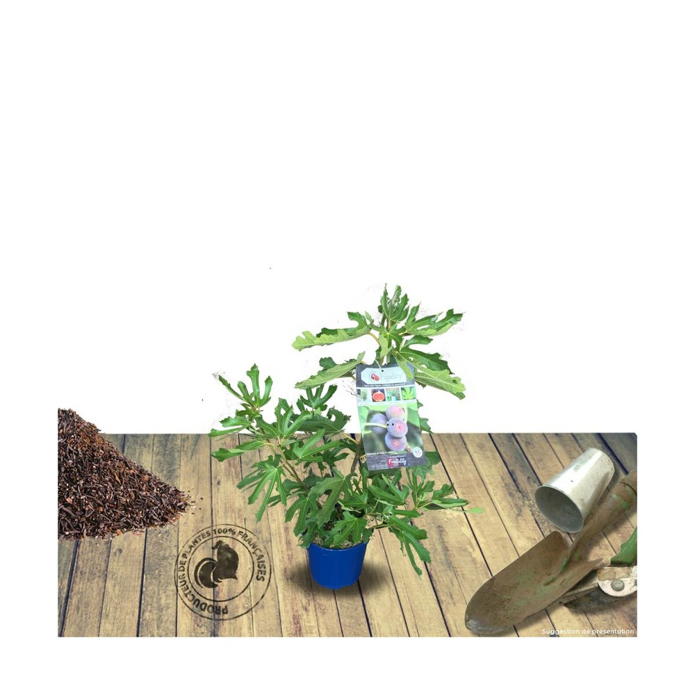 Figuier carica figality®/ficus carica figality®[-]pot de 10l - 60/80 cm