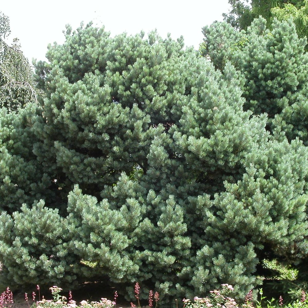 Pin sylvestre sylvestris watereri/pinus sylvestris watereri[-]pot de 3l - 40/60 cm