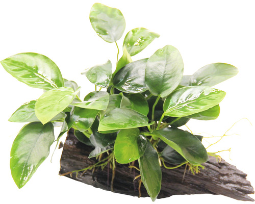 Voedingswortel met dwergspeerblad - Voedingswortel Anubias nana ca. 16 x 7 x 12 cm