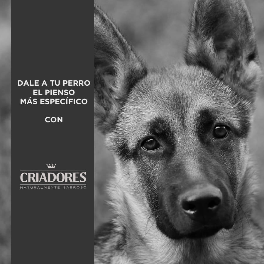 Ração para cães adultos da marca Breeders, sabor salmão e arroz, para raças médias e grandes.