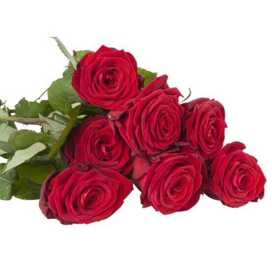 Botte de Roses 'Red Naomi' - 7 tiges : rouge