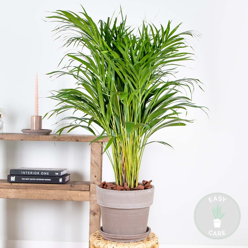 Dypsis lutescens - palmier dorés - plante d'intérieur - entretien facile – ⌀20 cm - ↕90-100 cm