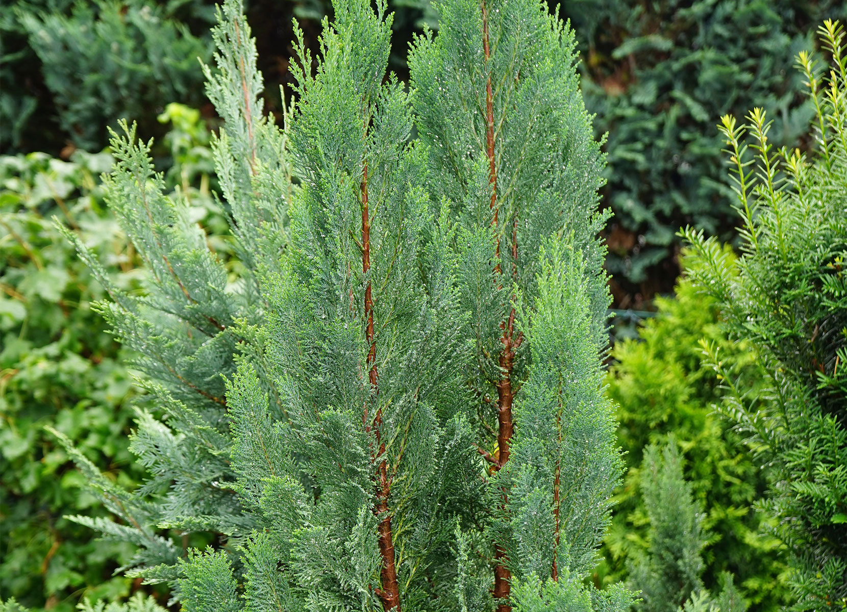Scheinzypresse Heckenpflanze Chamaecyparis lawsoniana Columnaris 120-140cm