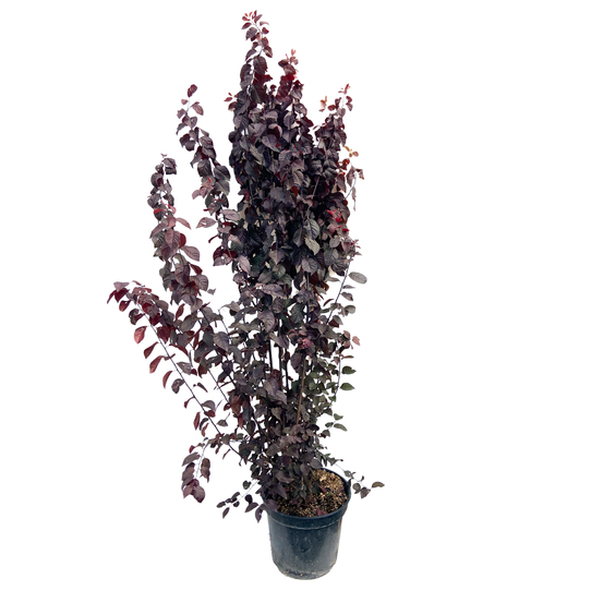Prunus cerasifera 'Pissardii' - Pot 15L